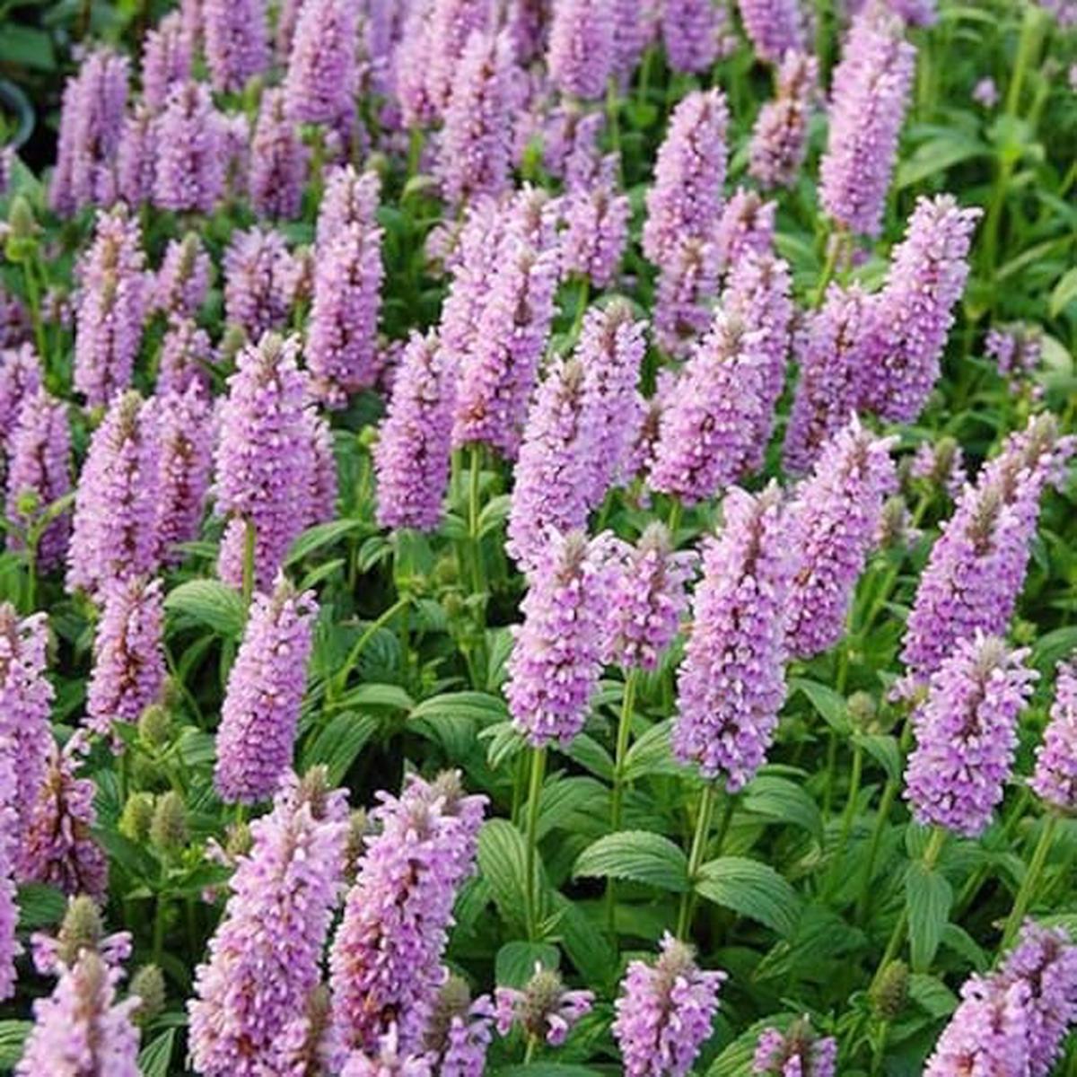 Nepeta Parnassica Flower seeds for Planting - Bright Blooms, Heirloom & GMO Free Seeds for Home Garden