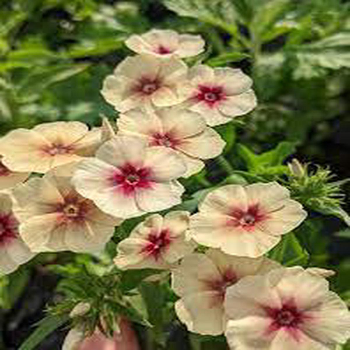 Phlox Cherry Caramel Flower Seeds for Planting Heirloom Non-GMO Organic Garden Seeds with High Germination for Colorful Blooms