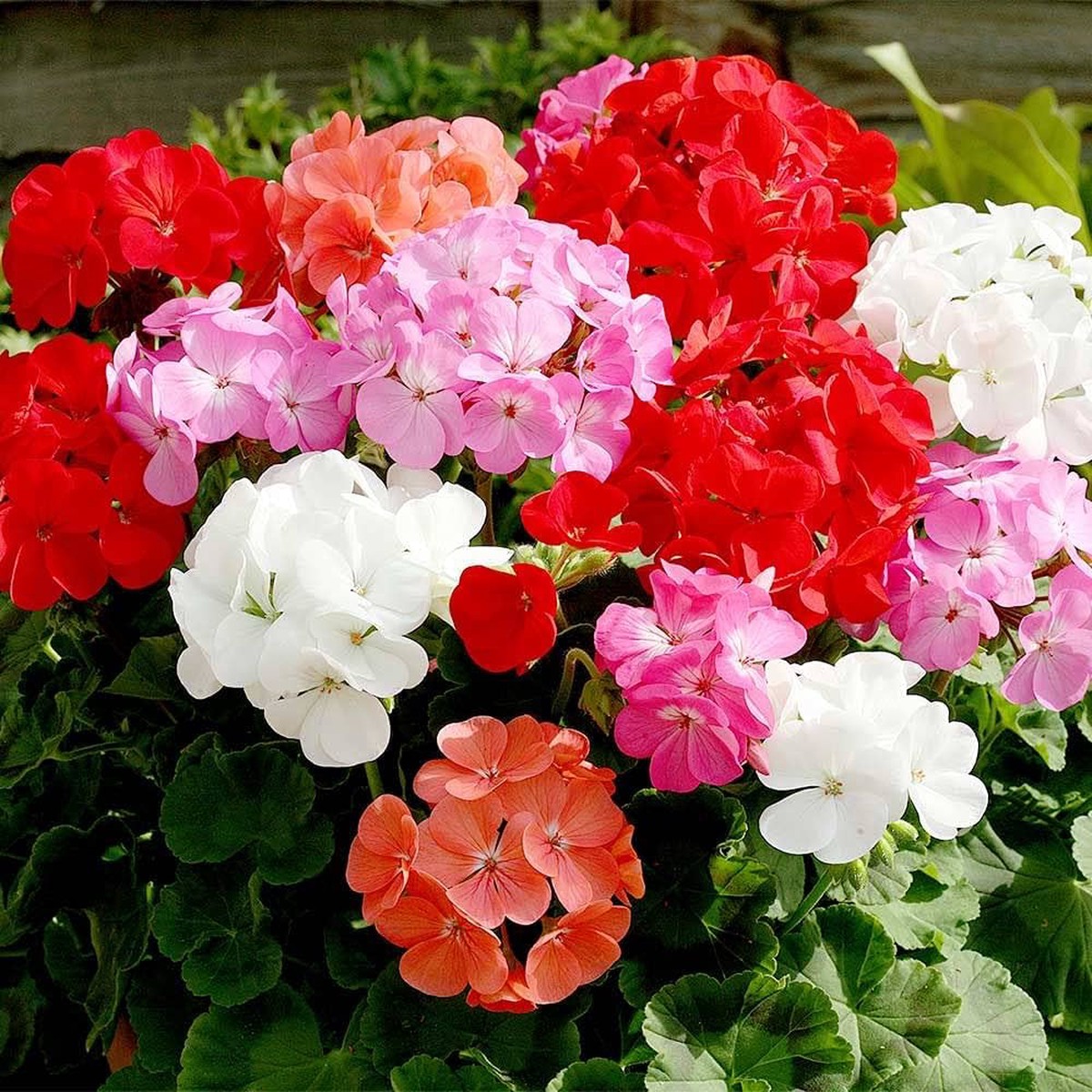 Pink Bloom Geranium Heirloom Non Gmo For Planting Flower Seeds for Home Garden Planting, Vibrant