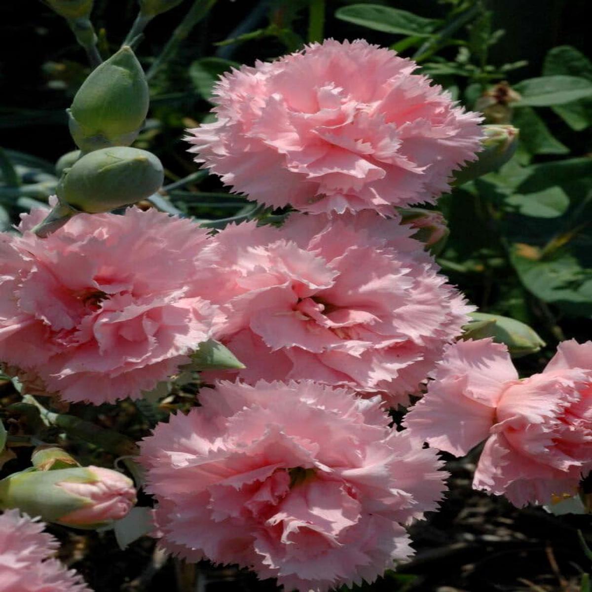 Pink Carnation Flower - Heirloom, Non - Gmo Seeds