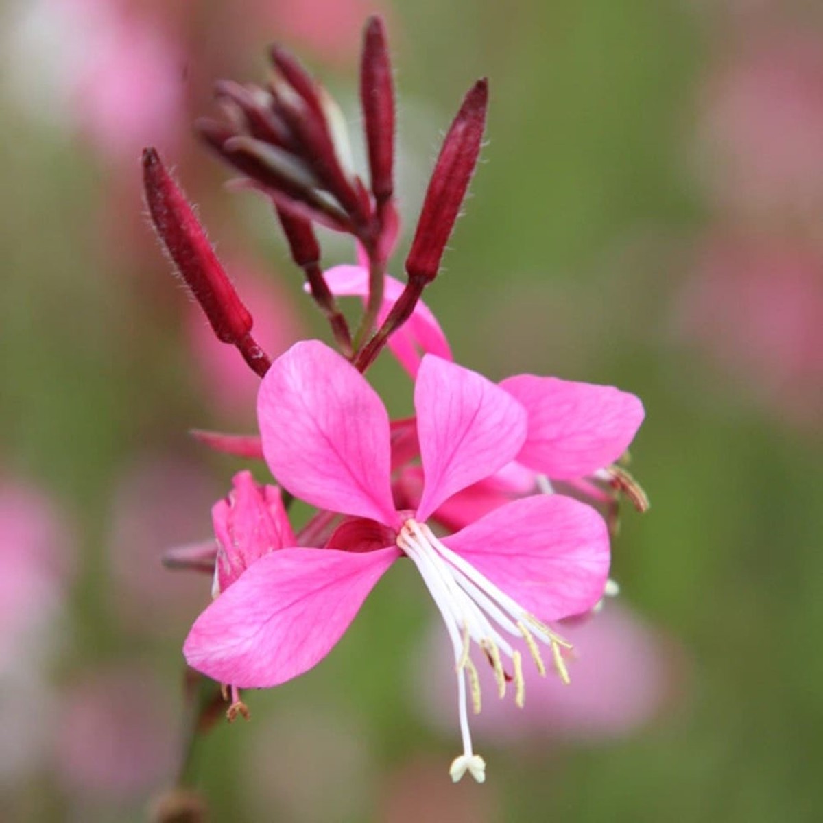 Pink Gaura Flower For Planting Fresh Non Gmo Flower Seeds for Home Garden Planting, Ornamental
