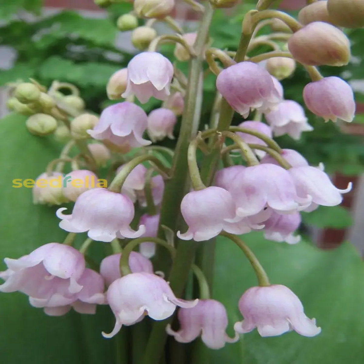Pink Lily of the Valley Seeds for Planting Beautiful Perennial Flower Seeds
