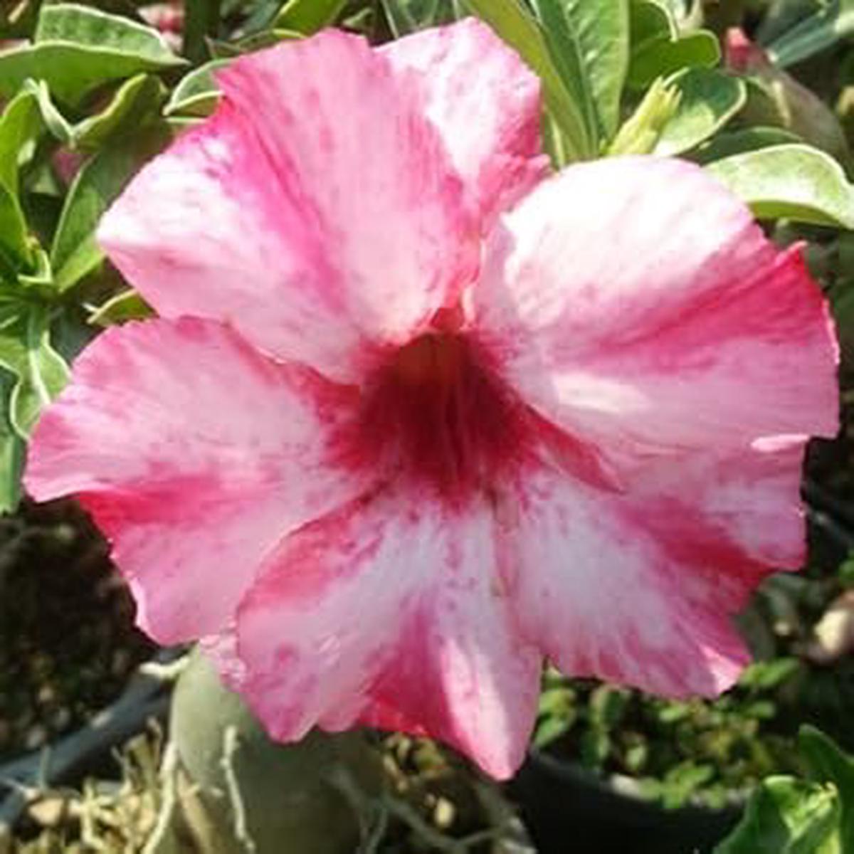 Pink White Adenium Flower seeds for Planting - Sun Loving, Heirloom & GMO Free Seeds for Home Garden