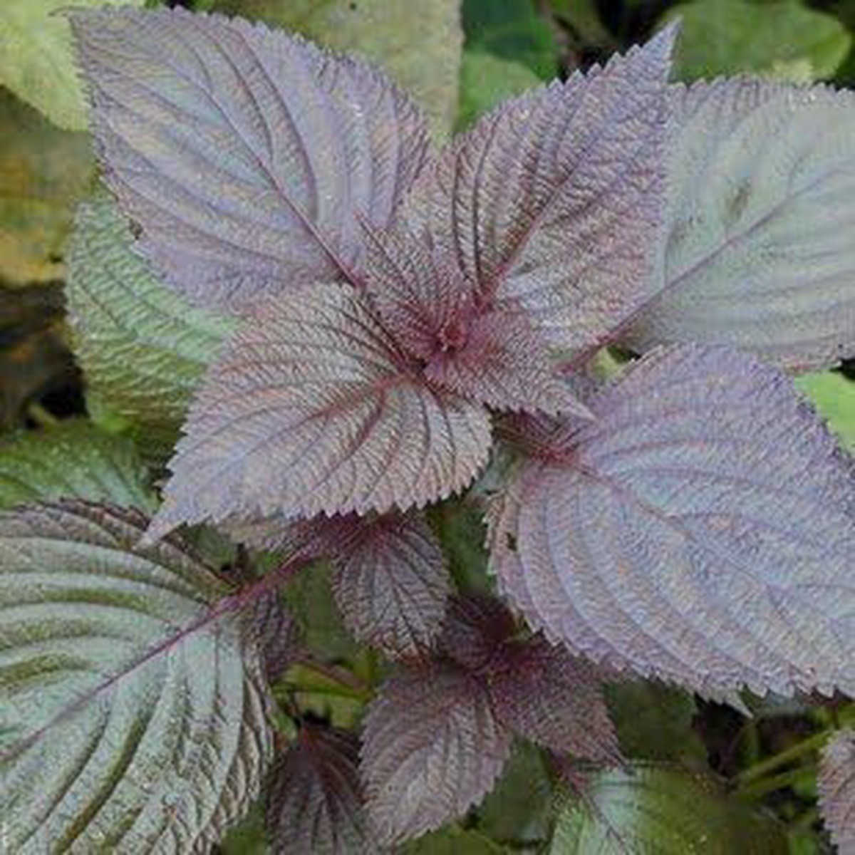 Purple Perilla Leaf Plant Seeds for Planting Non-GMO Heirloom Organic Garden Seeds, High Germination