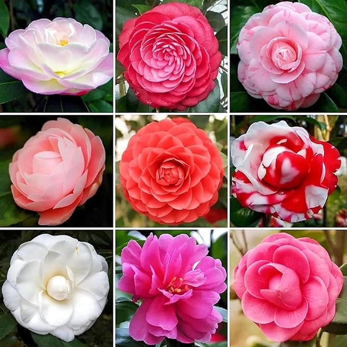 Rainbow Camellia Camellia Spp Planting Garden And Flower Bed Flower Seeds Home Garden