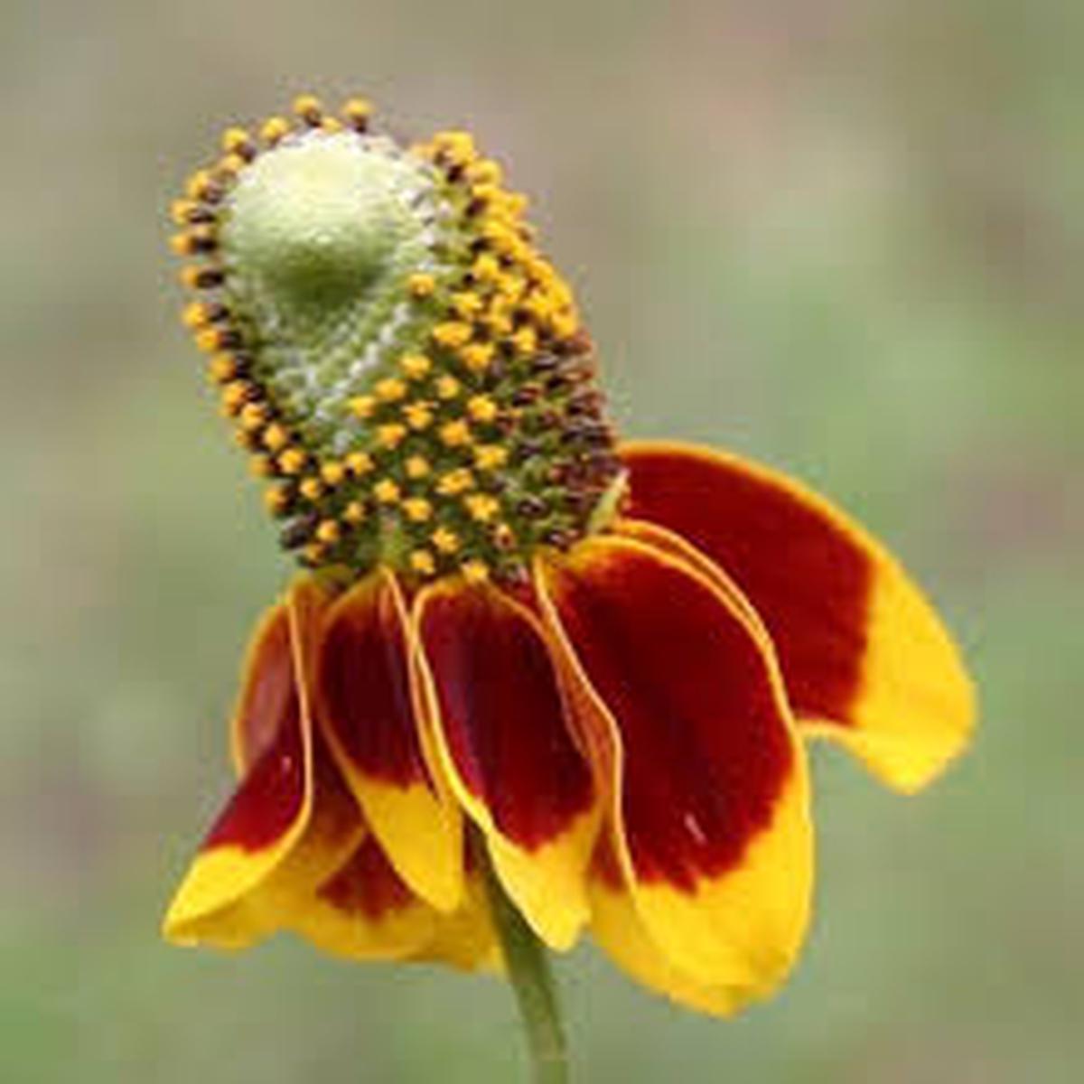 Ratibida Columnifera Flower Seeds for Planting Garden Favorite, Heirloom, Non-GMO, High Germination