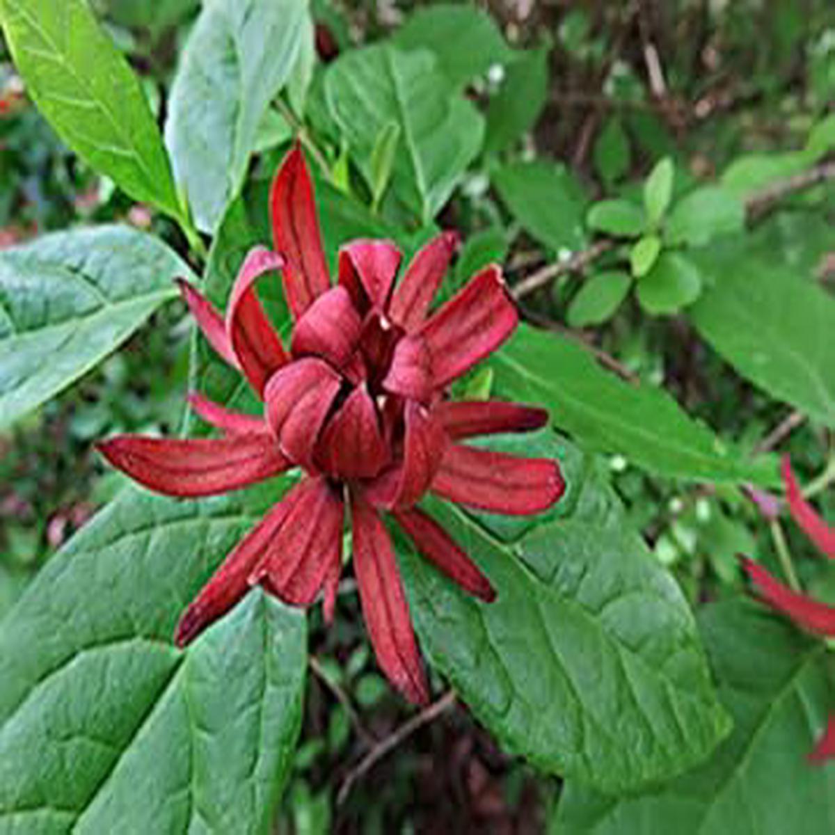 Red Carolina Allspice Flower Seeds for Planting | Heirloom Non-GMO High Germination