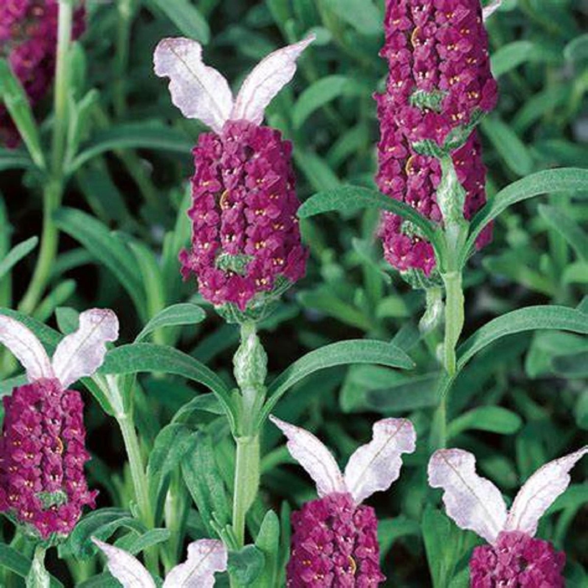 Red Lavender Usa Heirloom Organic Flower Seeds Home Garden Planting, Premium Organic Blooming