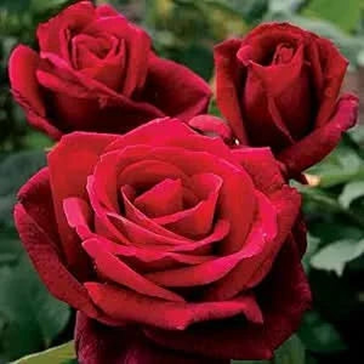 Red Rose Rare Perennial Flower For Home Garden Flower Seeds for Home Garden Planting, Premium