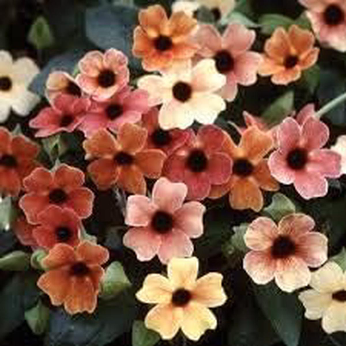 Red Thunbergia Flower Seeds Heirloom, Non-GMO, High Germination Organic Garden Seeds for Planting Vibrant Blooms