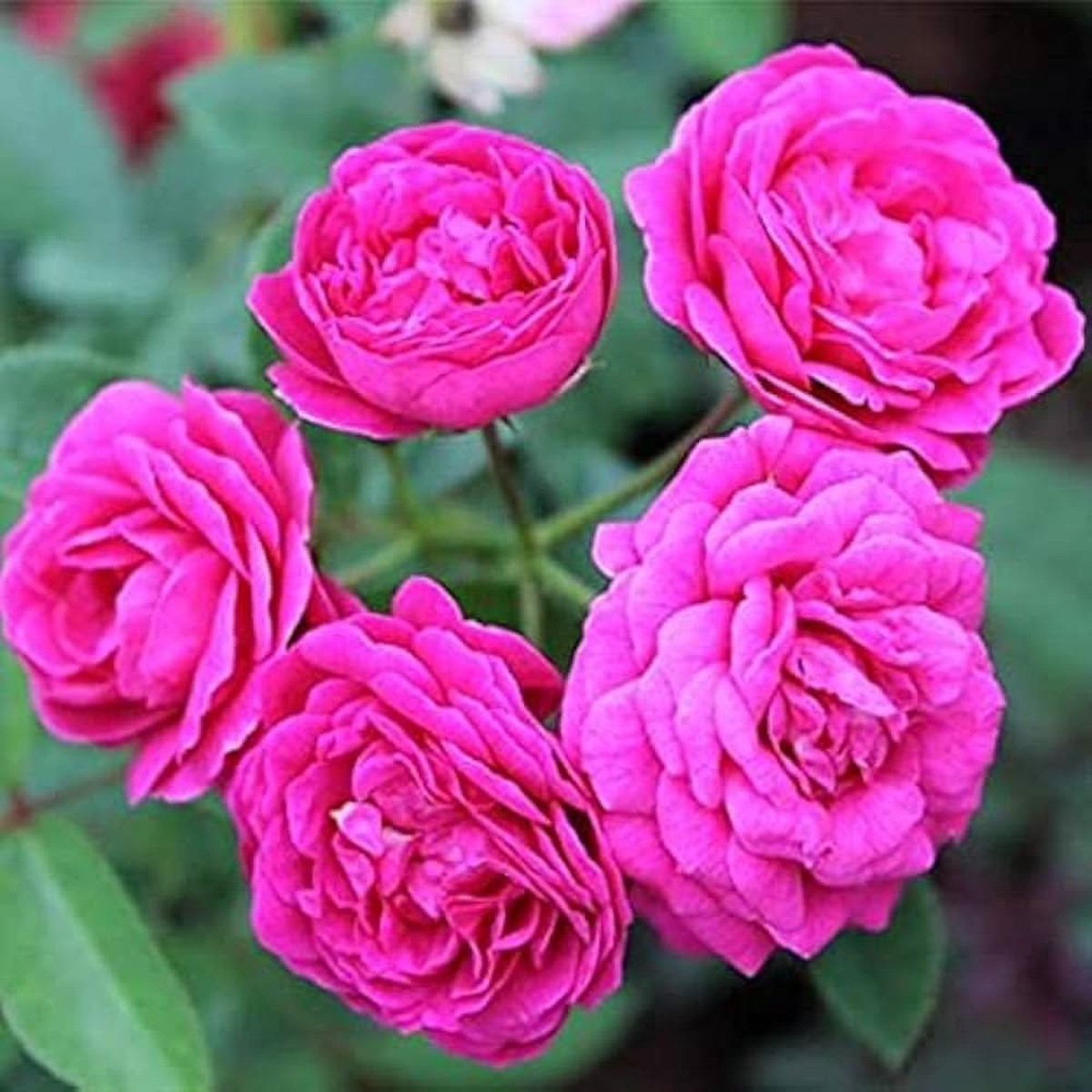 Rose Rosa Hybrida Bi Color Flower For Backyard Gardening Flower Seeds for Home Garden Planting,