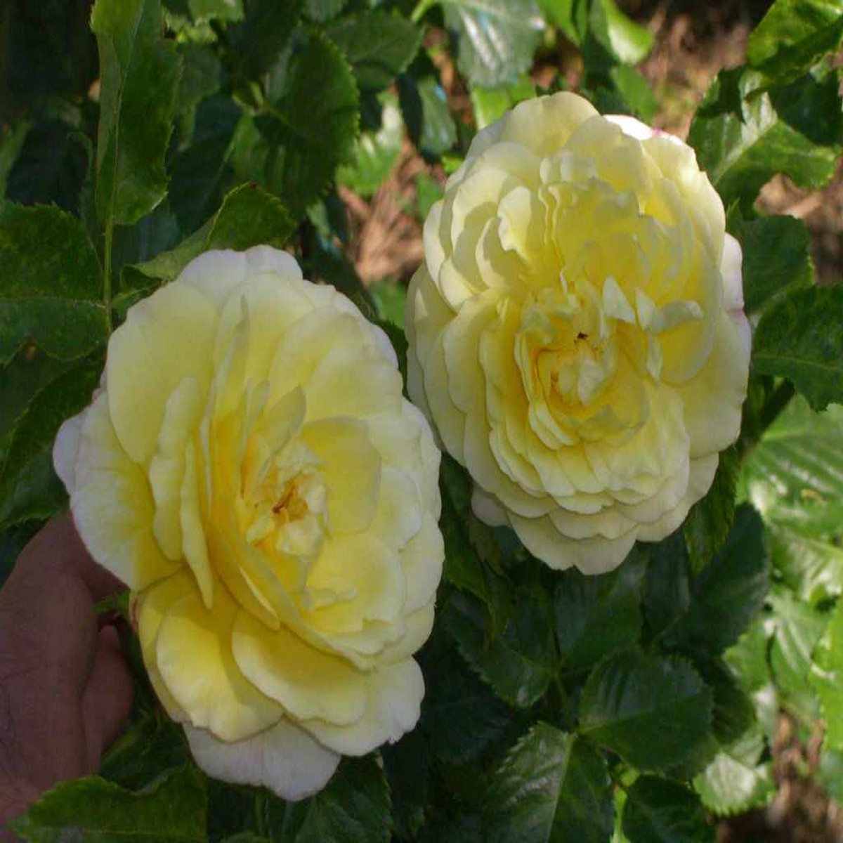 Semi Gialli Della Rosa ,Flowering Seeds For Planting