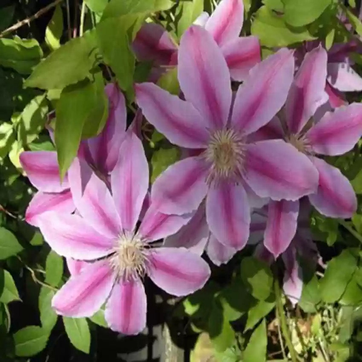 Vibrant Violet Red Clematis Flower Seeds Heirloom Non-GMO High Germination for Garden Planting