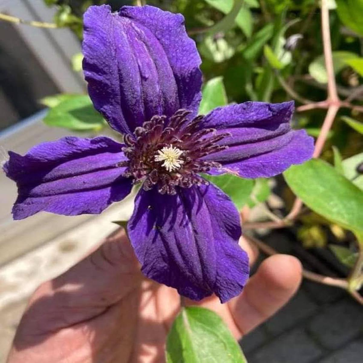 Violet Clematis Florida Thunb Climbing Flower Flower Seeds for Home Garden Planting, Blooming