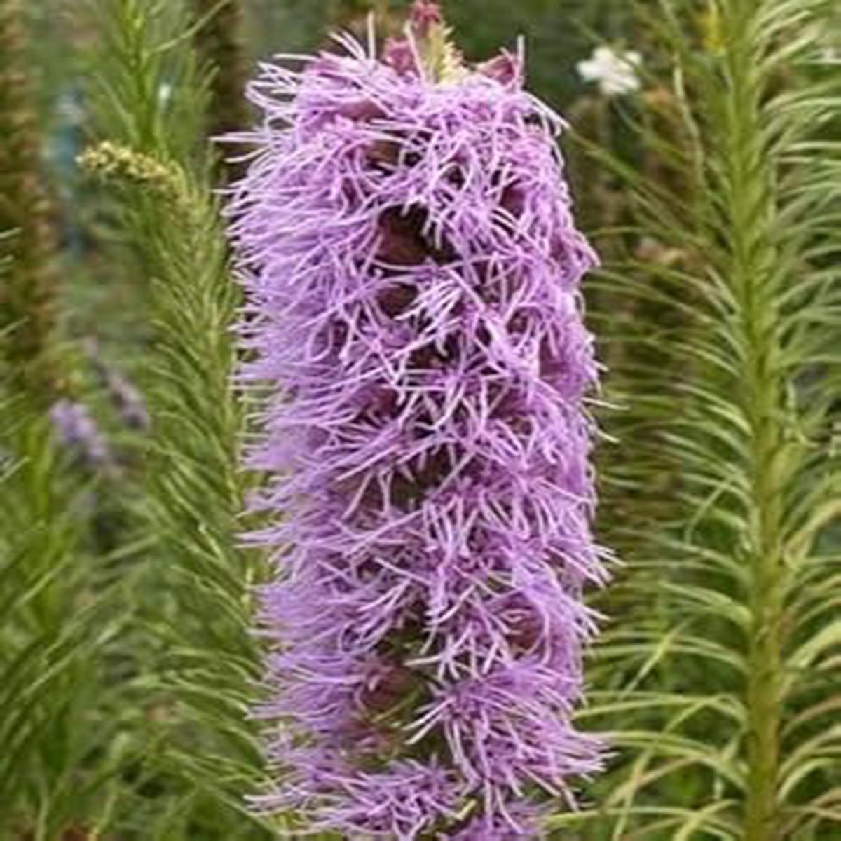 Violet Gayfeather Flower Seeds - Flower seeds for Planting - Fragrant Blossoms, Heirloom & GMO Free Seeds for Home Garden