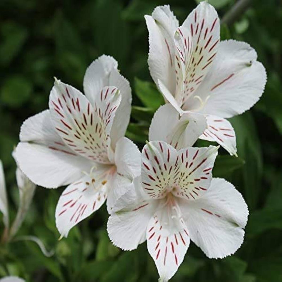 White Alstroemeria Flower Seeds for Planting | Heirloom Non-GMO Organic Garden Seeds, High Germination