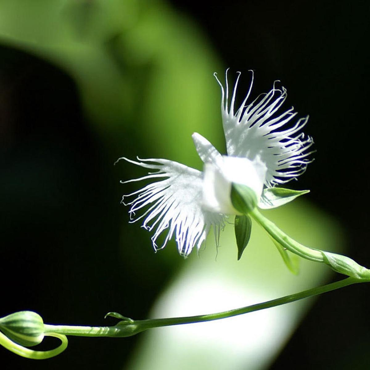 White Egret Orchid Flower Seeds for Planting Heirloom Non-GMO Organic Garden Seeds, High Germination