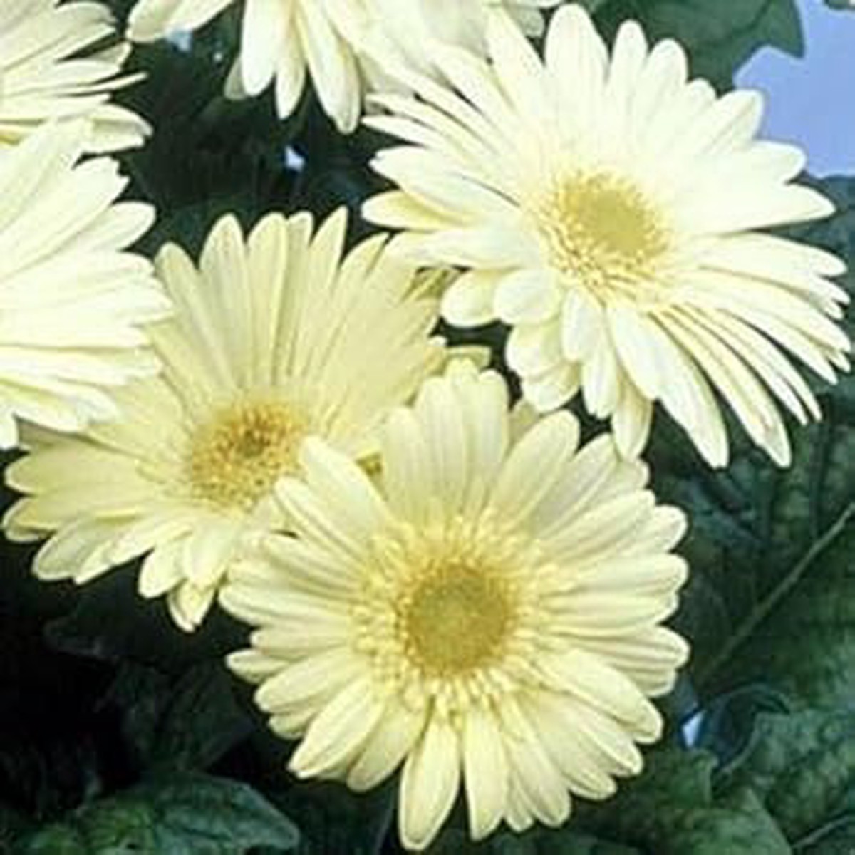 White Gerbera Vanilla Flower Seeds for Planting Heirloom Non-GMO, High Germination Organic Garden Seeds for Vibrant Blooms