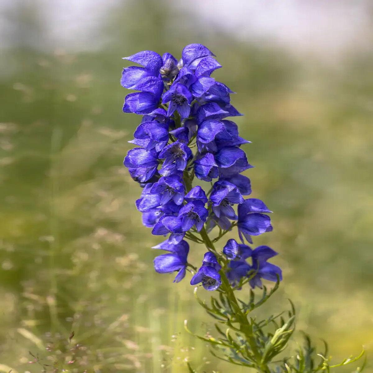 Wolfsbane Flower Seeds for Planting Heirloom Non-GMO, High Germination Organic Garden Seeds