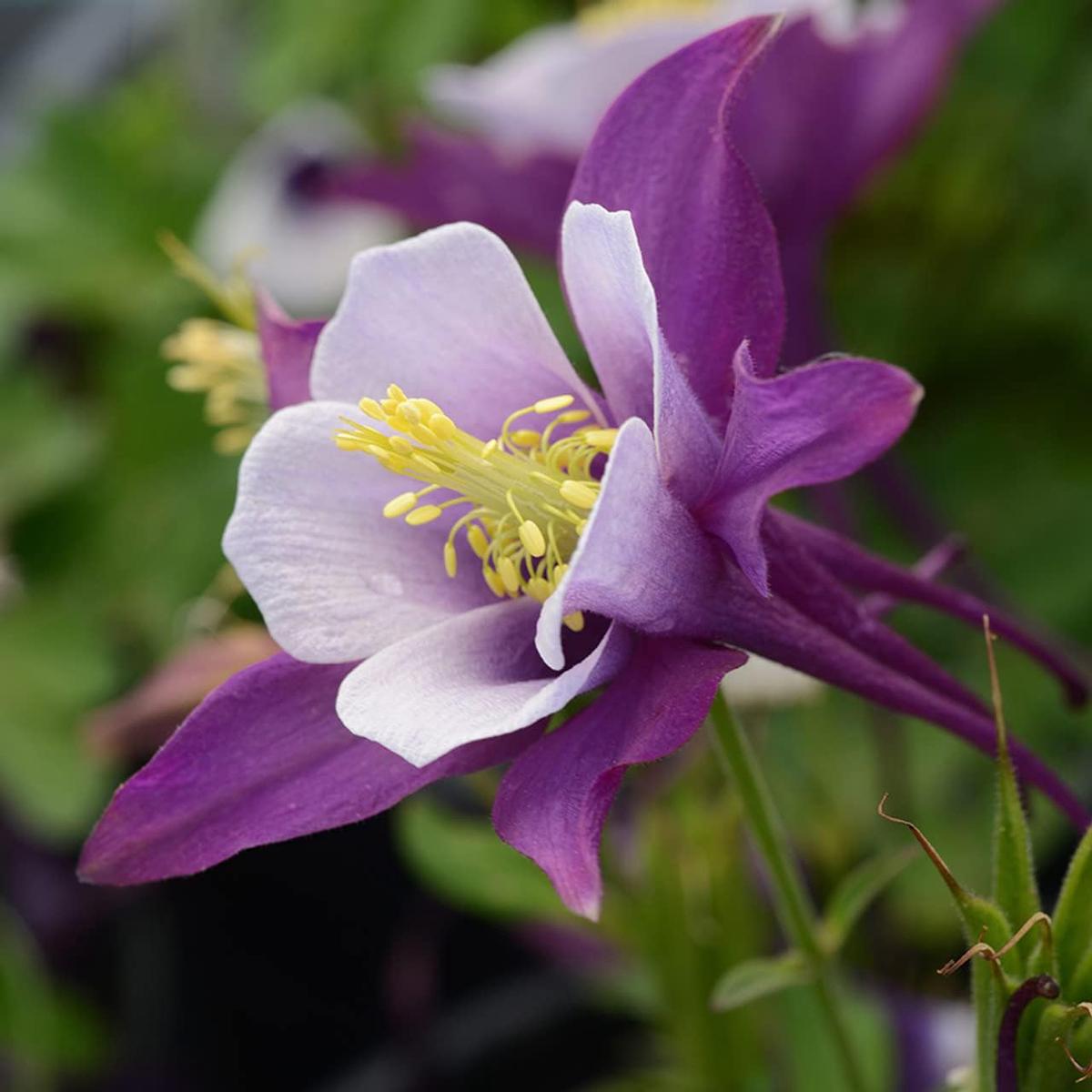 Aquilegia Flower Seeds for Planting Wildflower Mix, Heirloom, Non-GMO, High Germination Organic Garden Seeds