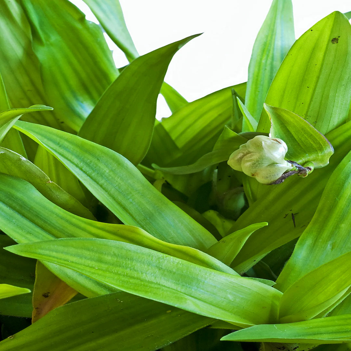 Beijing Plant Seeds: Essential Planting Supplies
