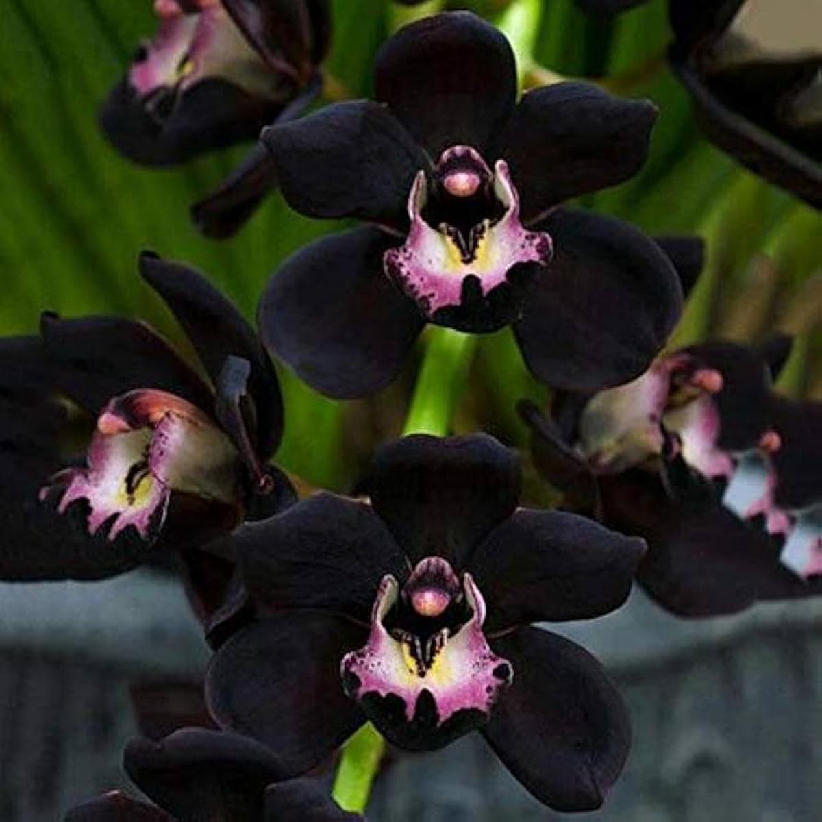Black Phalaenopsis Orchid Flower Seeds Heirloom Non-GMO Organic Seeds for Planting Rare Exotic Variety, High Germination, 100pcs