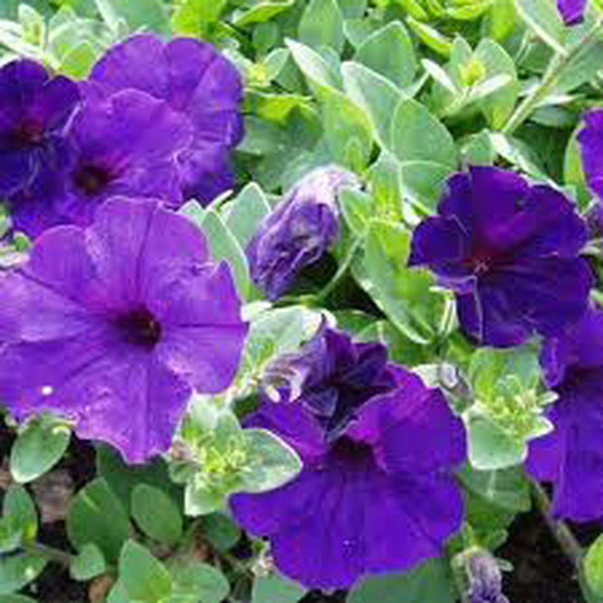 Blue Petunia Wave Flower Seeds for Garden Planting Heirloom, Non-GMO Seeds, High Germination, Easy to Grow