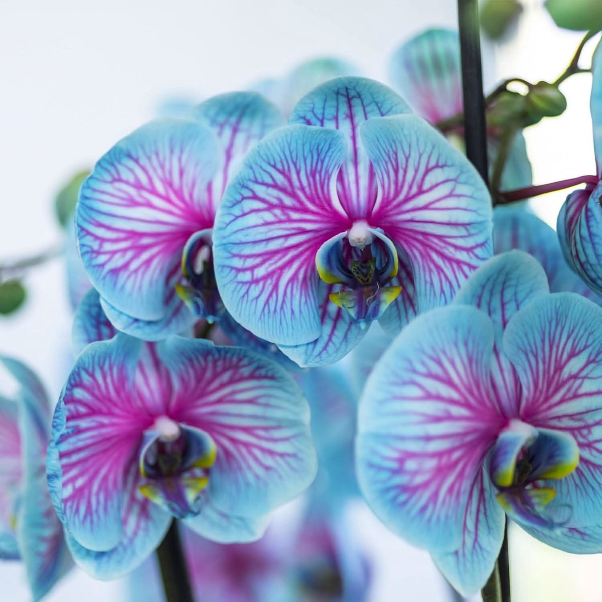 Blue Sky Orchid Perennial Flower For Balcony Garden Flower Seeds for Home Garden Planting, Exotic