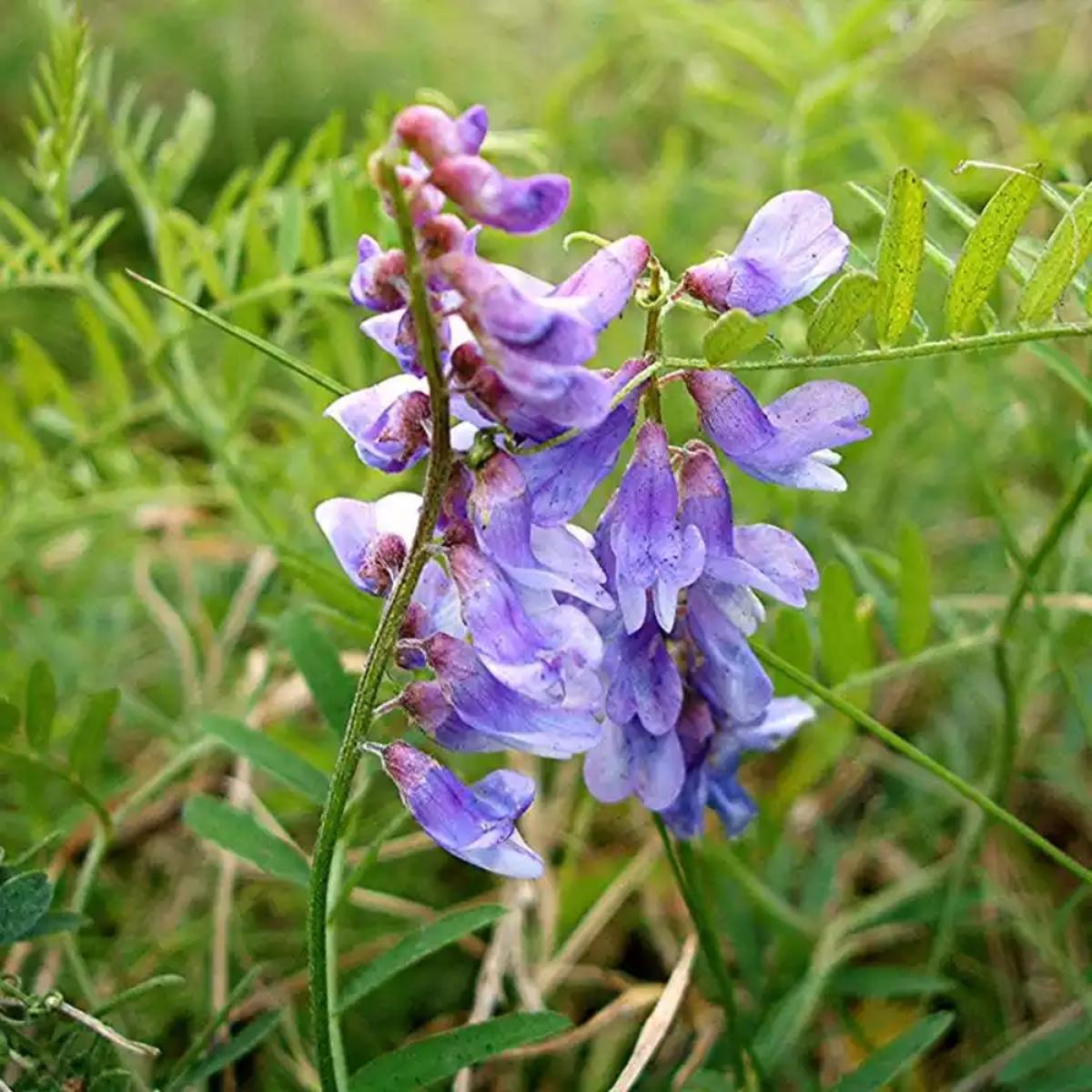 Blue Vetch Flower Seeds for Planting Organic, Heirloom, Non-GMO Cover Crop Seeds