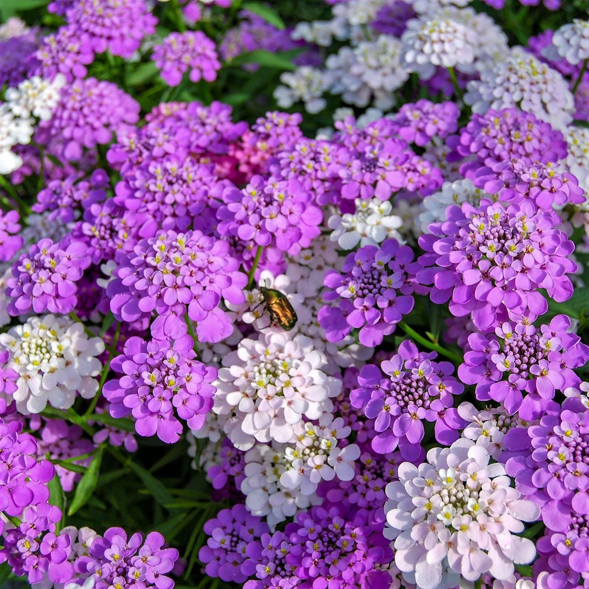 Bulk Candytuft Seeds - Mixed Colors