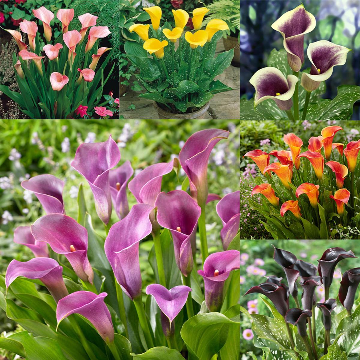 Calla Lilly Zantedeschia spp Flower Seeds for Planting in Garden and Flower Bed