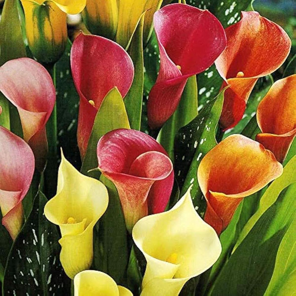 Calla Lily Mixed Colors Flower For Bonsai Gardening Flower Seeds for Home Garden Planting,