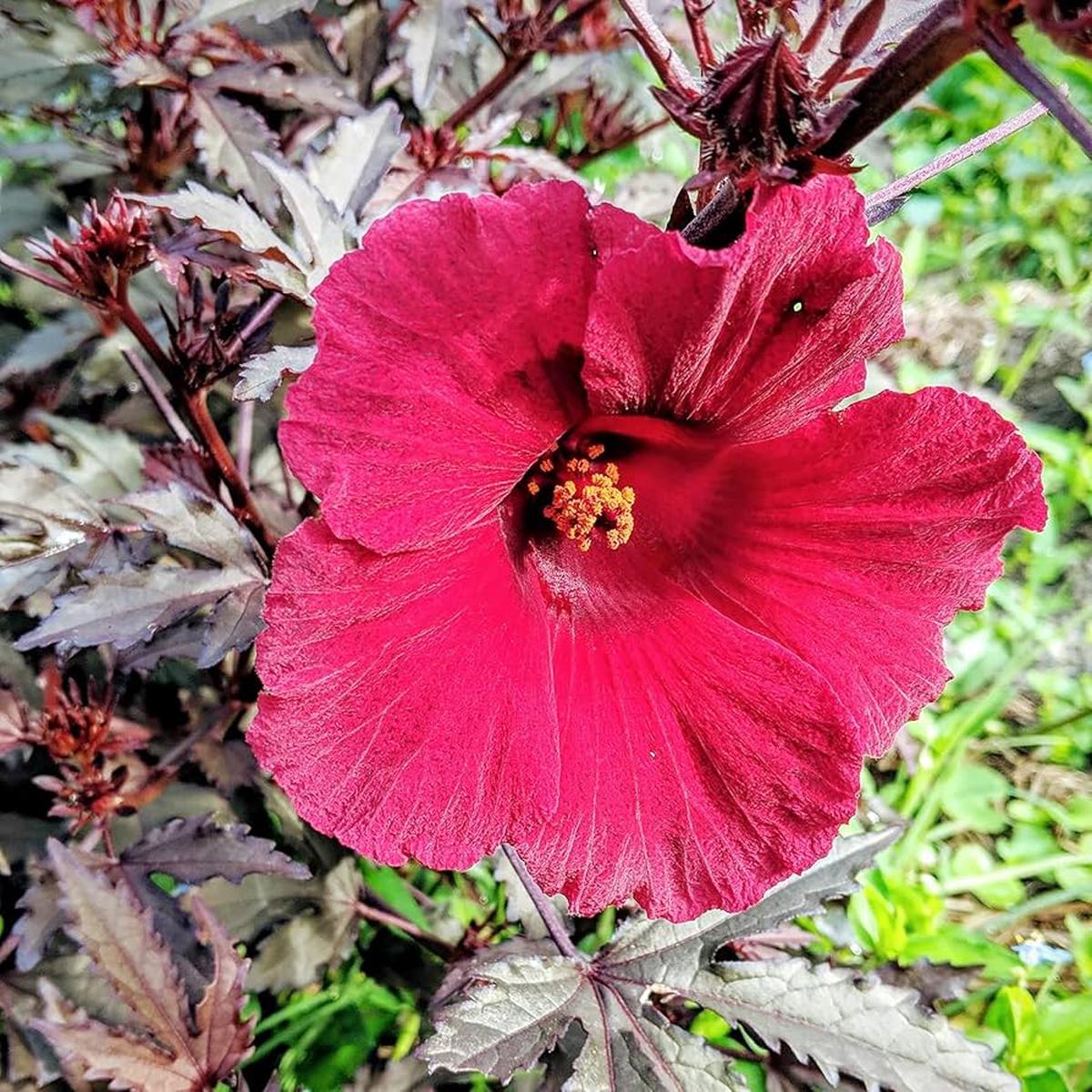 Cranberry Hardy Crush Hibiscus Seeds for Planting Hibiscus moscheutos for flower beds and water gardens