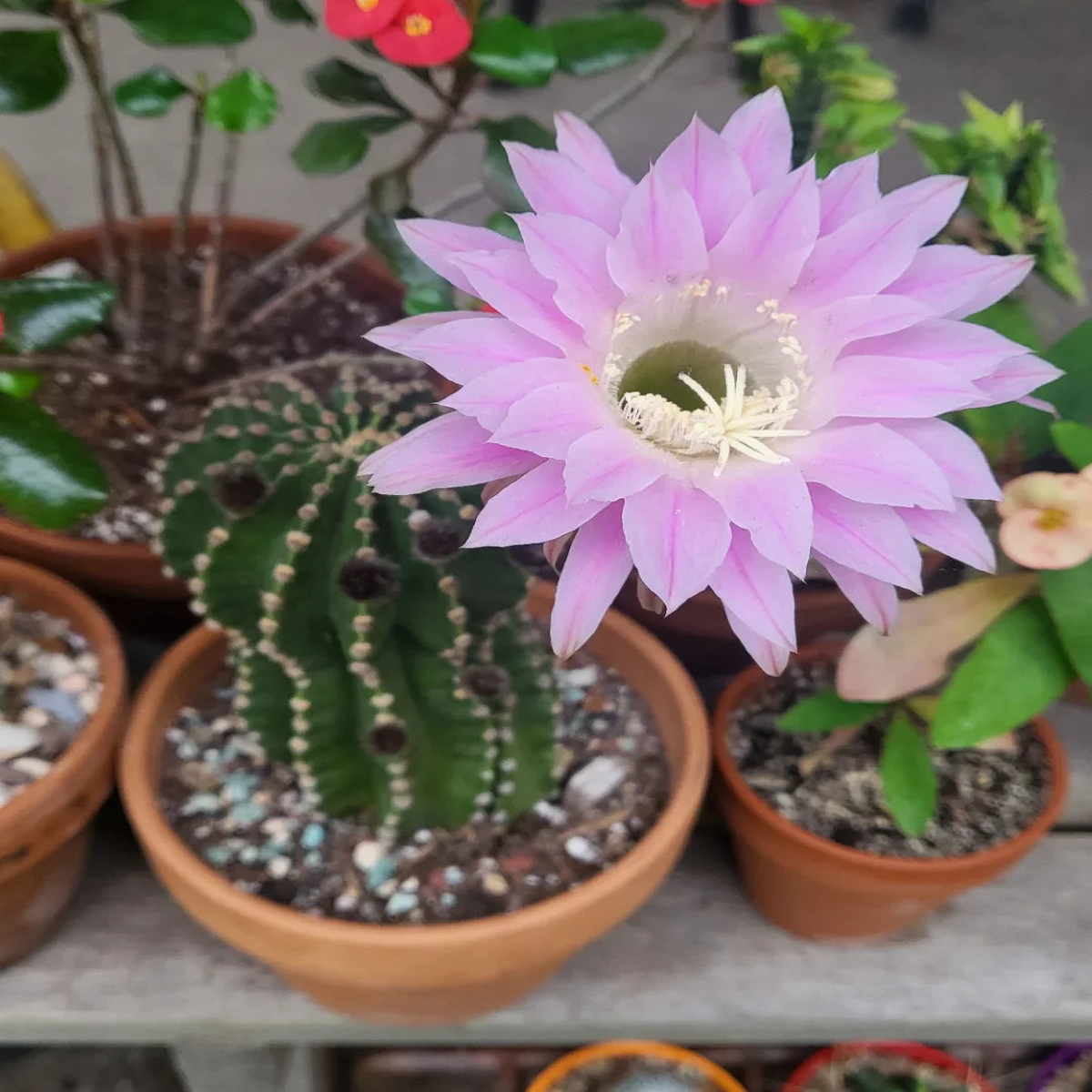 Echinopsis Flower Seeds for Planting Premium Quality, Heirloom & Non-GMO Seeds