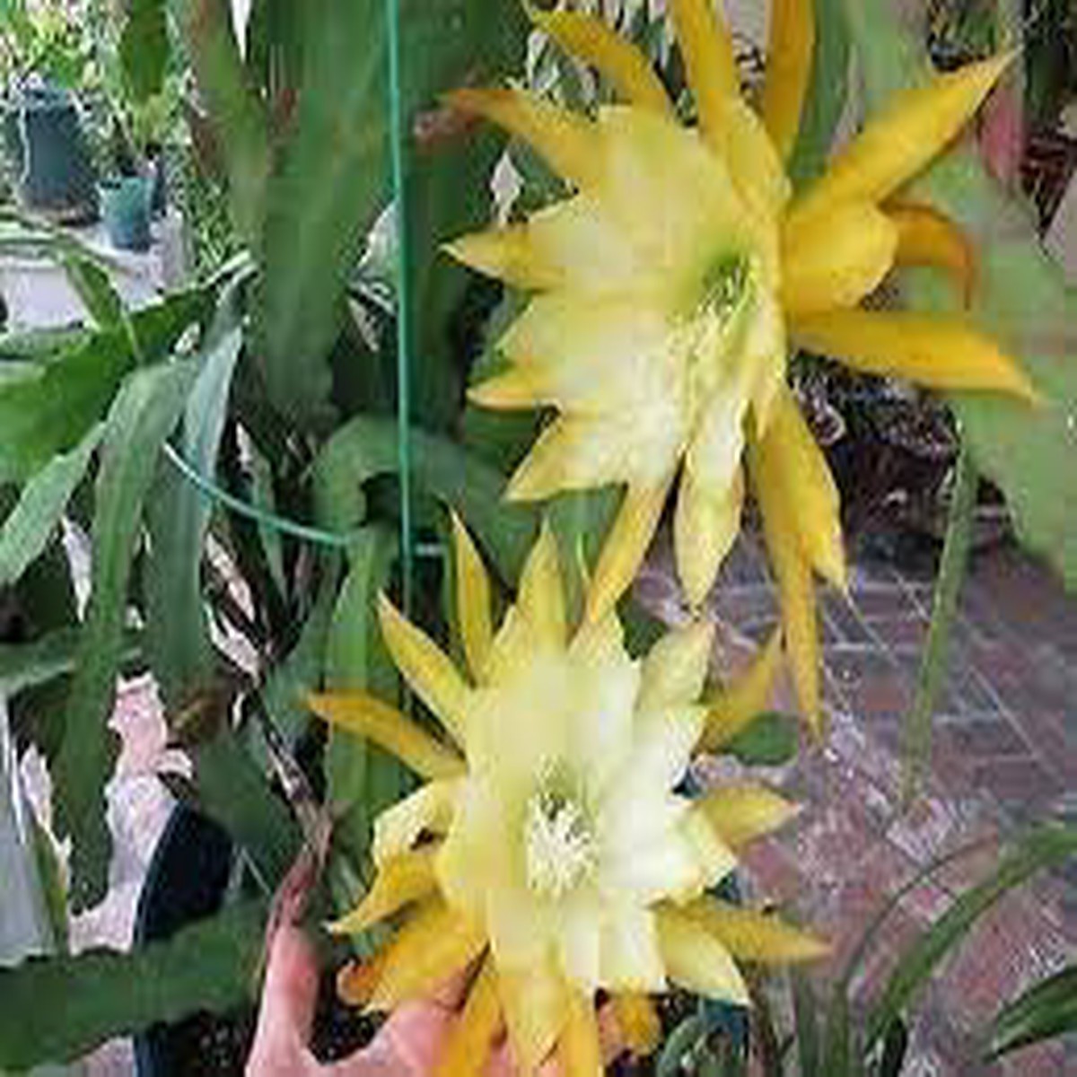 Epiphyllum Flower seeds for Planting Low Maintenance Heirloom & GMO Free Seeds for Home Garden