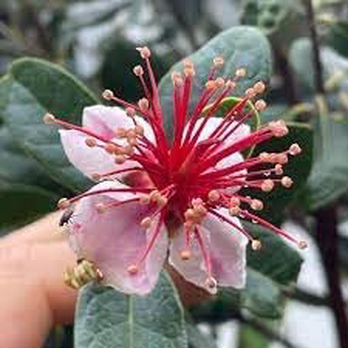 Feijoa Sellowiana Flower seeds for Planting - Easy to Grow, Heirloom & GMO Free Seeds for Home Garden