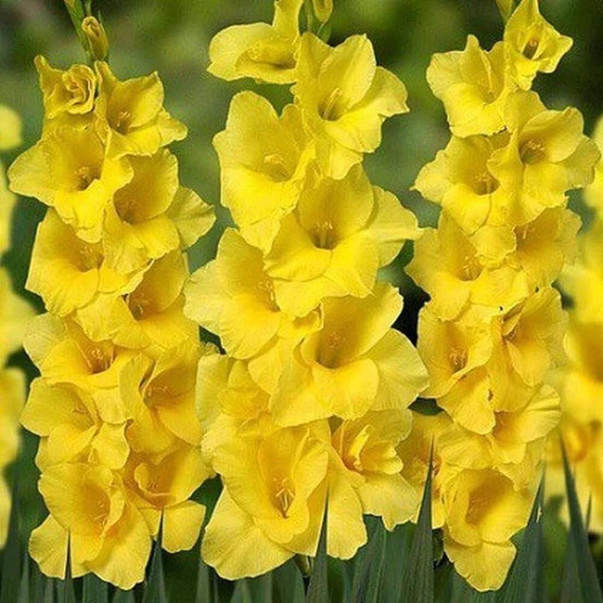 Gladiolus Flower Seeds for Planting Yellow Heirloom, Non-GMO, High Germination Organic Garden Seeds