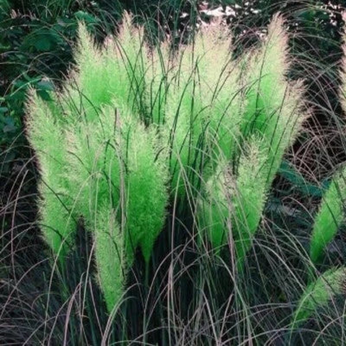 Green Pampas Grass Seeds for Planting Rare Unusual Stunning flower Heirloom, Non-GMO