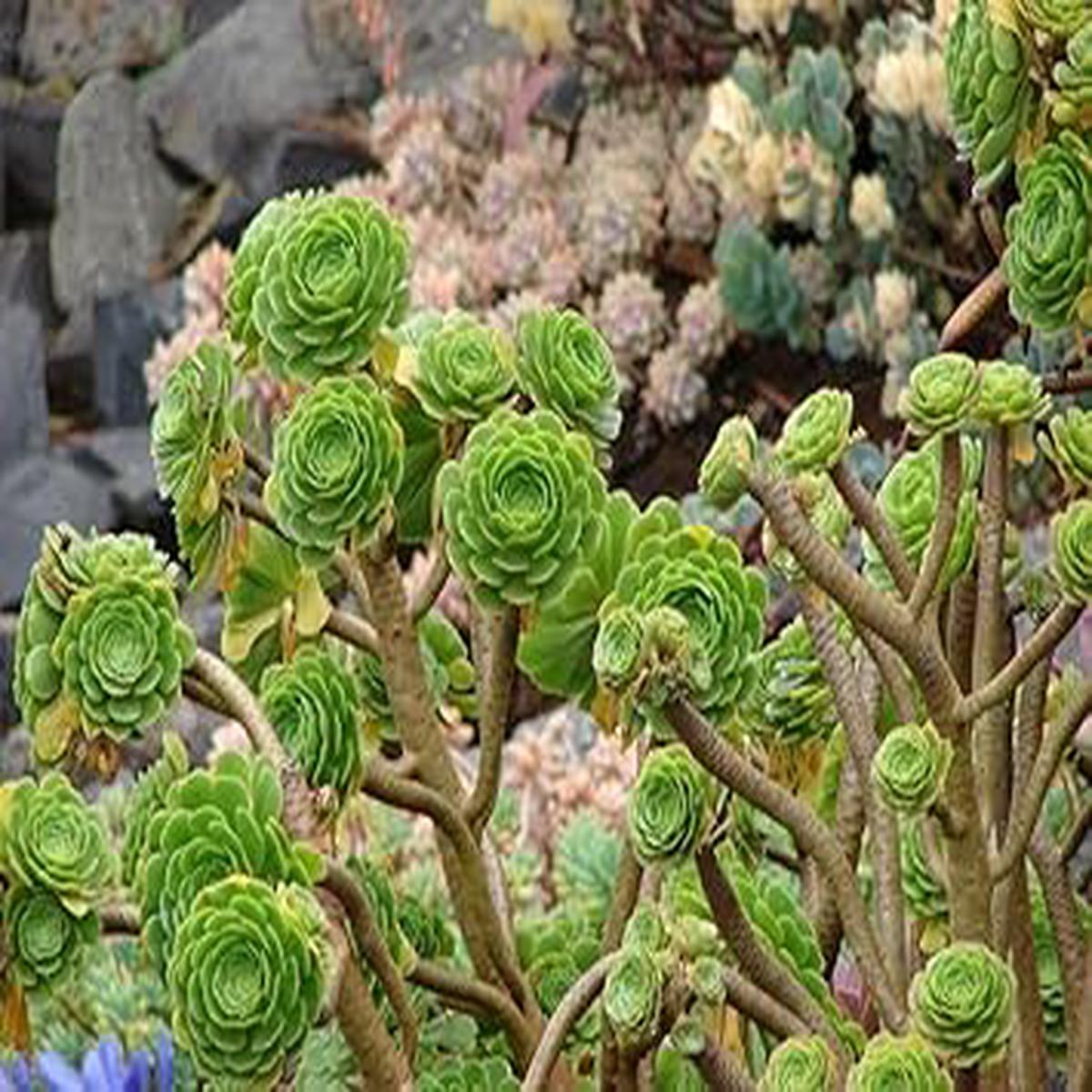 Heirloom Arboreum Flower Seeds for Garden Planting, Non-GMO, Succulent Blooms for Landscaping