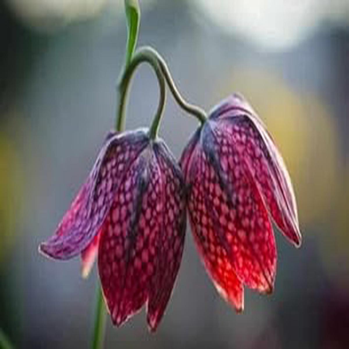 Heirloom Burgundy Crown Imperial Flower Seeds for Planting Non-GMO Organic Garden Seeds with High Germination