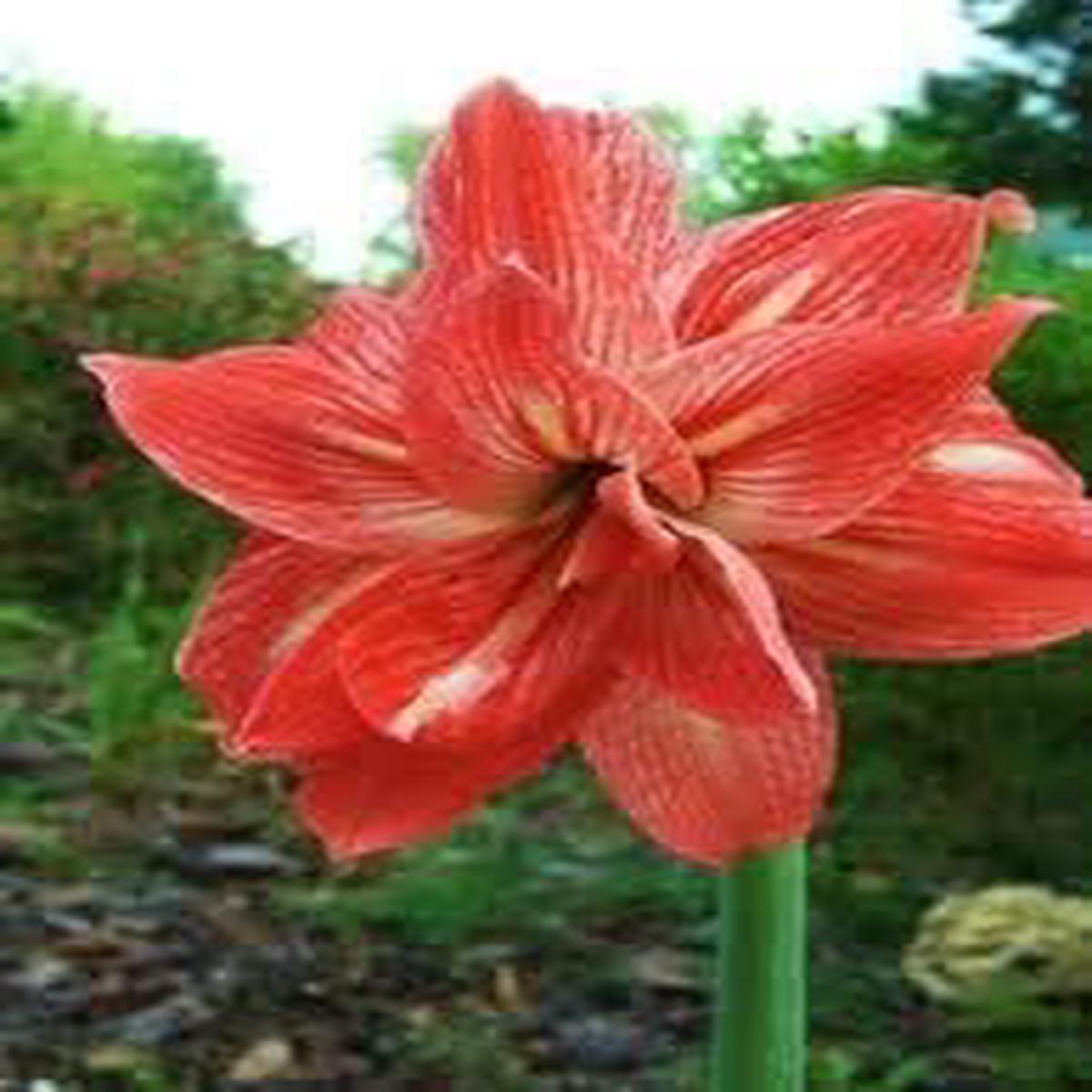 Heirloom Dark Orange Amaryllis Barbados Flower Seeds for Planting Non-GMO High Germination Organic Garden Seeds