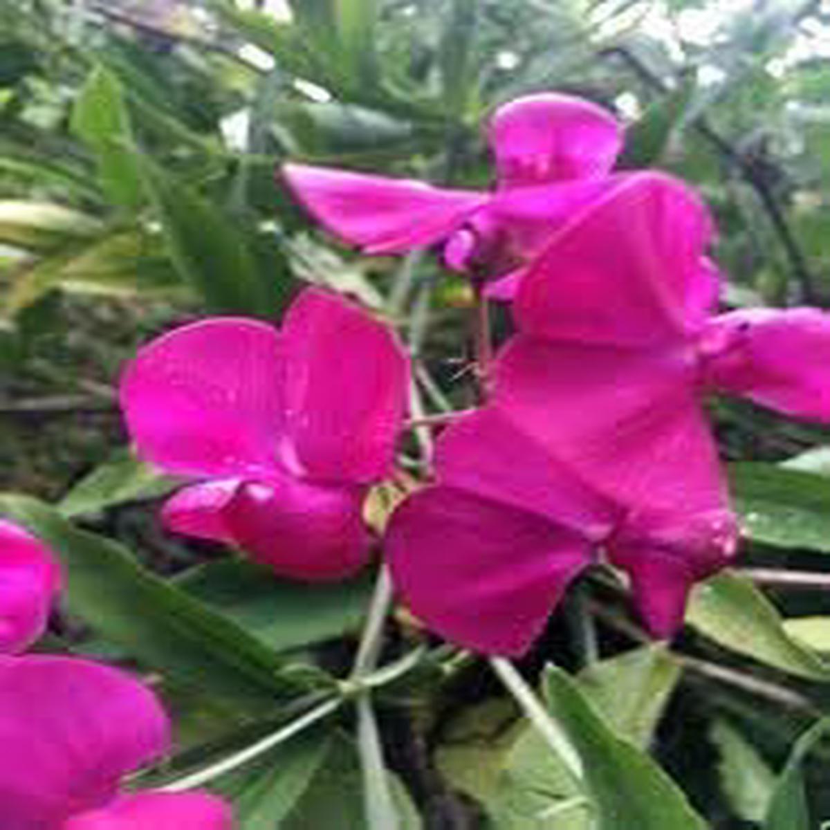 Heirloom Everlasting Pea Flower Seeds, Non-GMO, High Germination Climbing Blooms Seeds for Planting