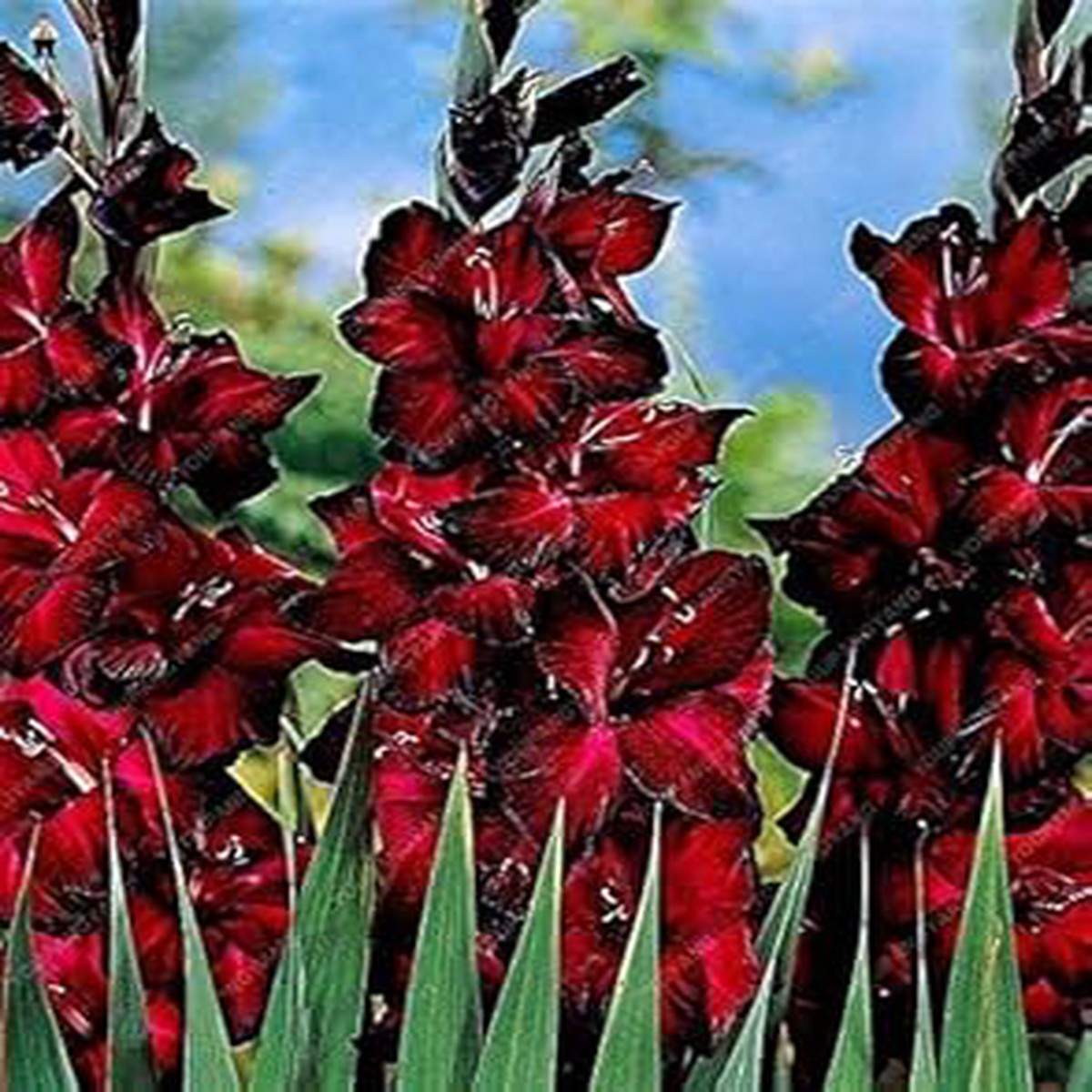 Heirloom Non-GMO Burgundy Gladiolus Flower Seeds for Garden Planting High Germination Organic Garden Seeds