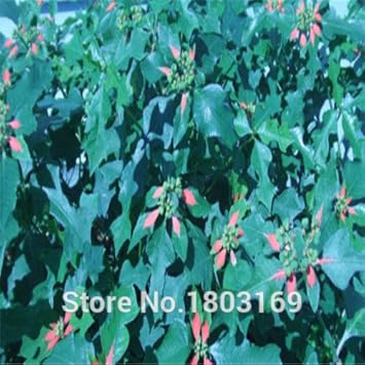 Heirloom Non-GMO Green Poinsettia Perennial Plant Seeds for Garden Planting Unique Festive Foliage