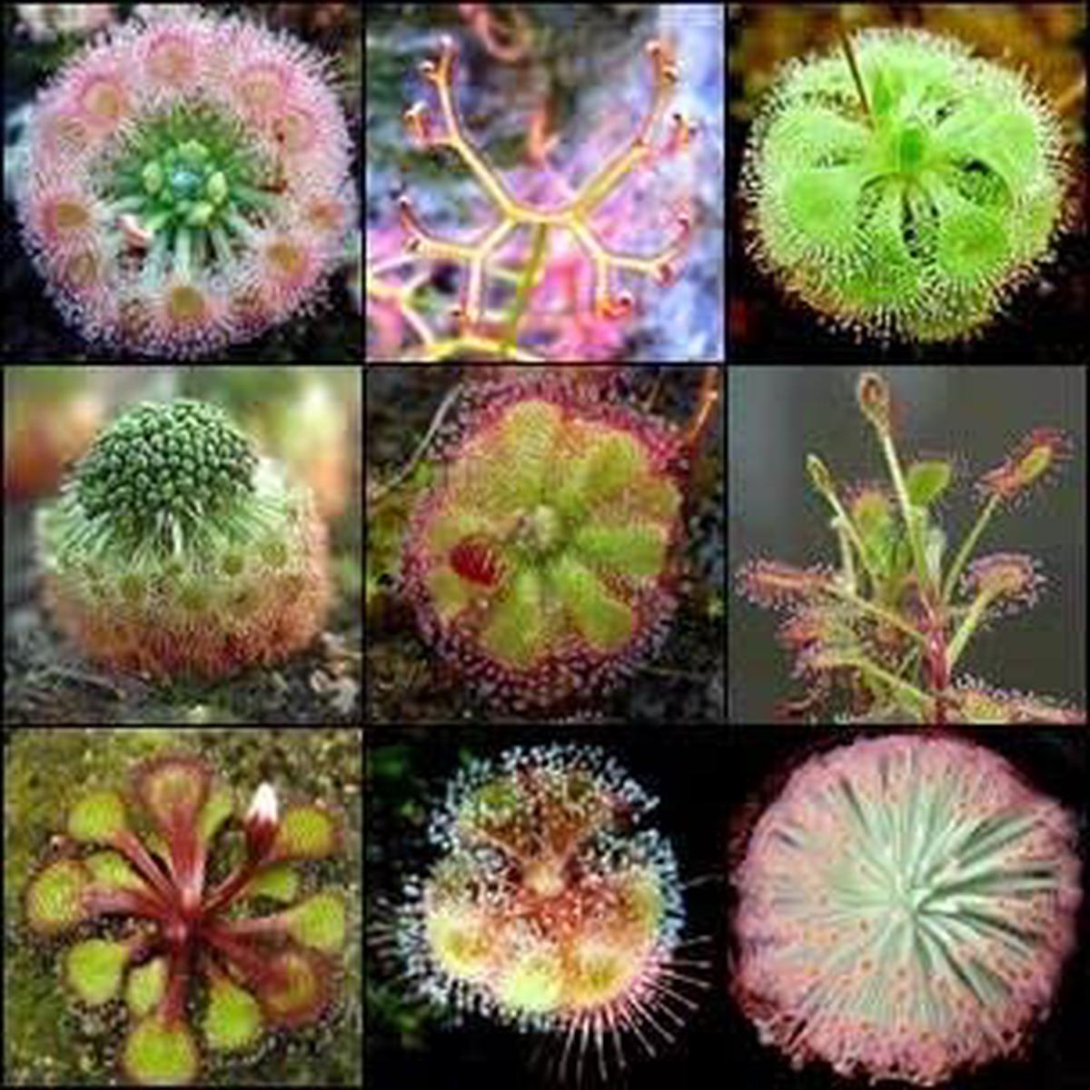 Heirloom Non-GMO Mixed Sundew Plant Seeds High Germination Carnivorous Variety for Garden Planting