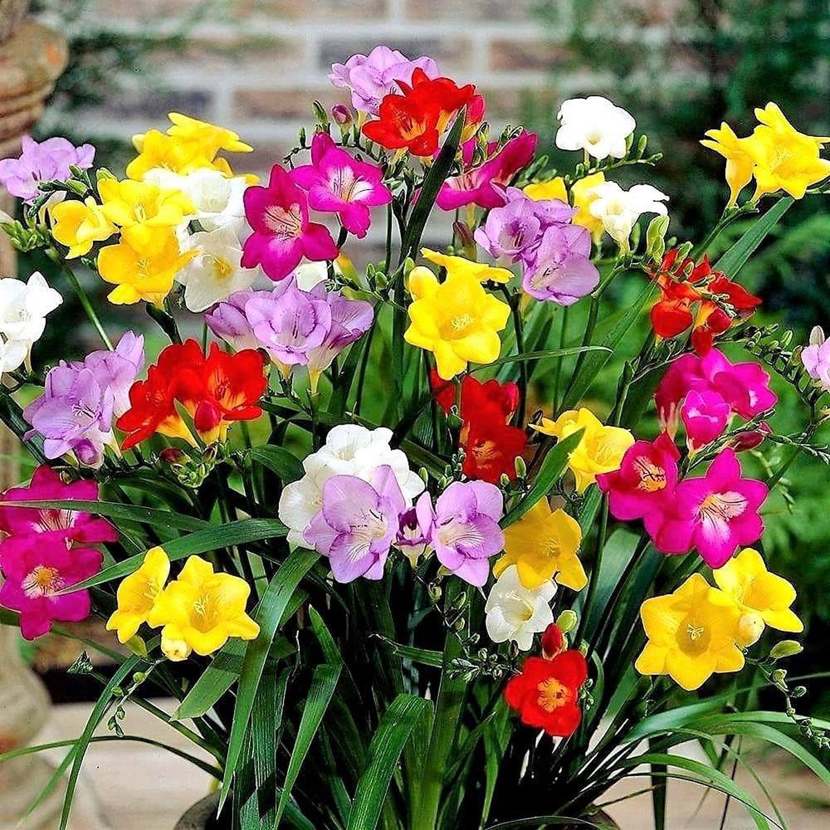 Heirloom Non-GMO Multi-Colored Freesias Flower Seeds  Fragrant Blooms Mix for Garden Planting