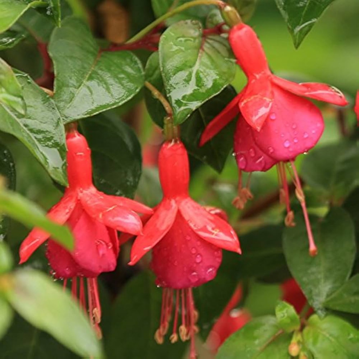 Heirloom Non-GMO Pink Fuchsia Flower Seeds for Planting High Germination Organic Garden Seeds