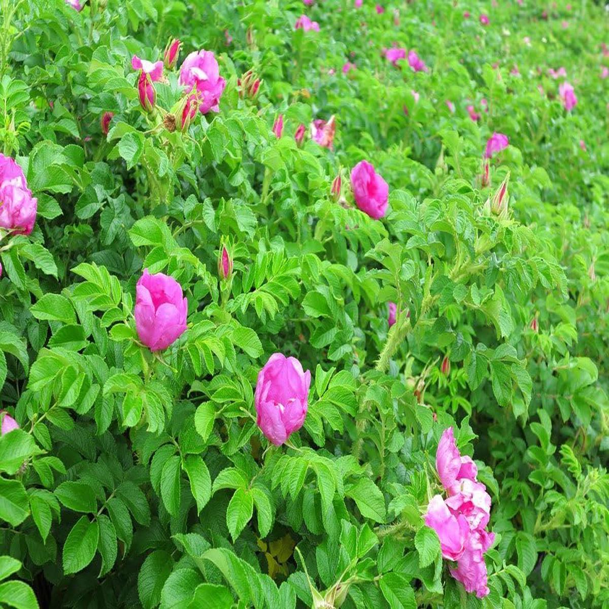 Kartoffelrose Flower seeds for Planting - Colorful Display, Heirloom & GMO Free Seeds for Home Garden