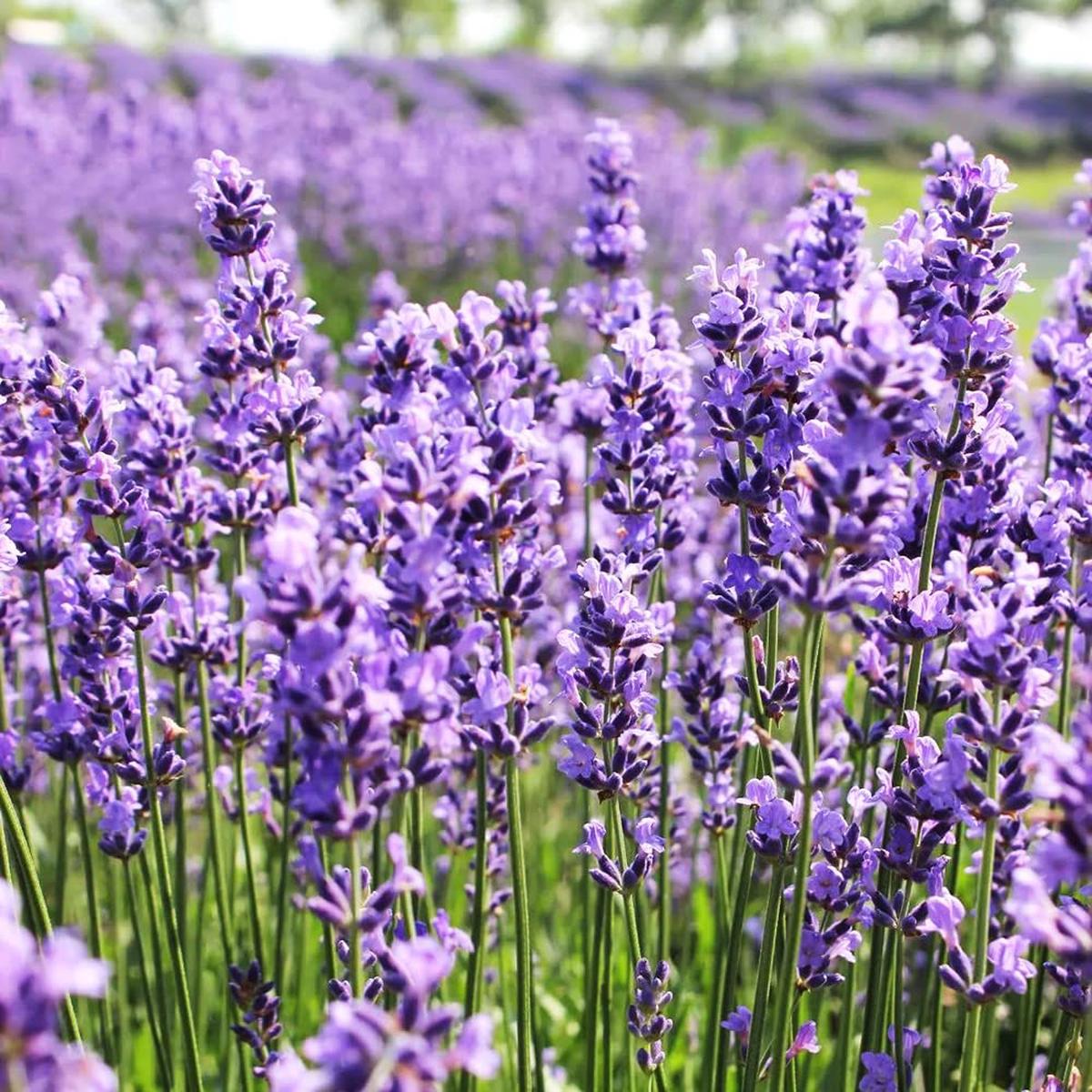 Lavandula Flower seeds for Planting Long Bloom Season Heirloom & GMO Free Seeds for Home Garden