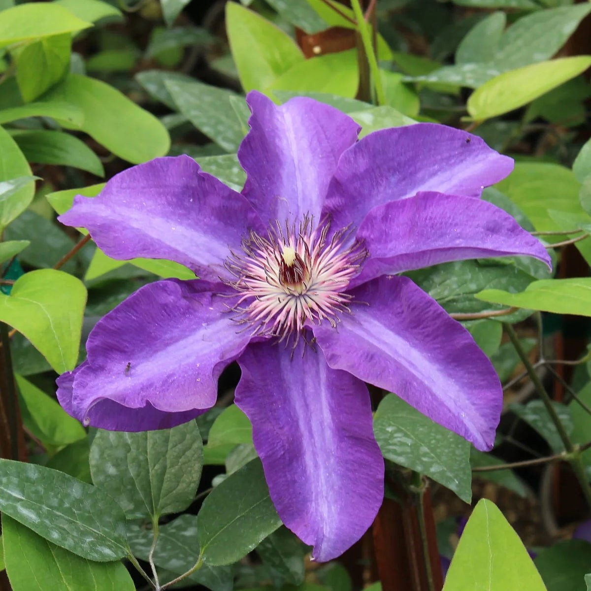 Lavender Clematis Flower seeds for Planting Easy to Grow Heirloom & GMO Free Seeds for Home Garden Sale